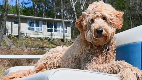 Labradoodle at cabin looking at camera in wind Stockbeeldmateriaal 130544635