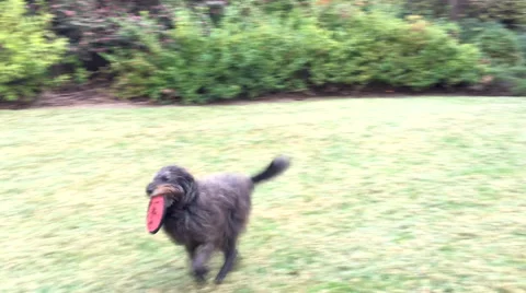 Labradoodle catching a frisbee Stock Footage 67522571