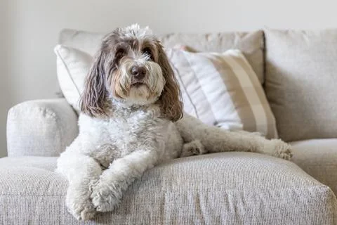 A labradoodle on a couch. Stock Photos