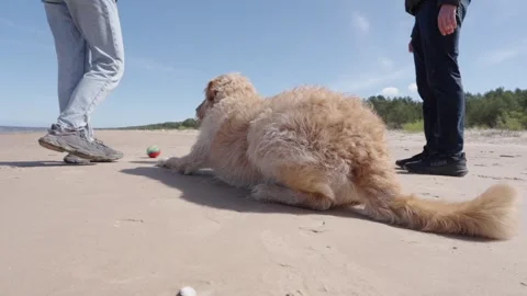 Labradoodle crouches on beach while young woman teases bright ball. Stock Footage 308963071
