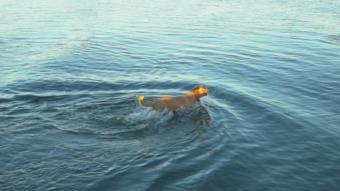 Labradoodle Dog leaps and swims in deep water in pursuit of a thrown Rock Stock Footage 90140853