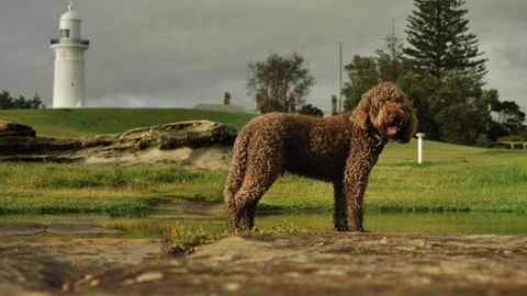 A Labradoodle dog turns looking at camera with lighthouse in background 4K Stock Footage 267509783