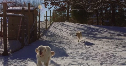 Labradoodle dogs running in the snow chasing each other Video stock 71749659