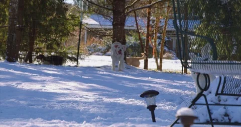 Labradoodle dogs running in the snow chasing each other tongues out Video stock 71749732