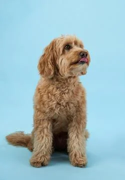 Labradoodle licking its lips Stock Photos