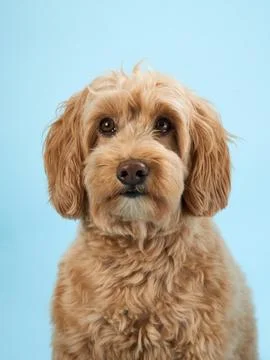 Labradoodle looking alert Stock Photos
