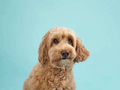 Labradoodle looking down Stock Photos