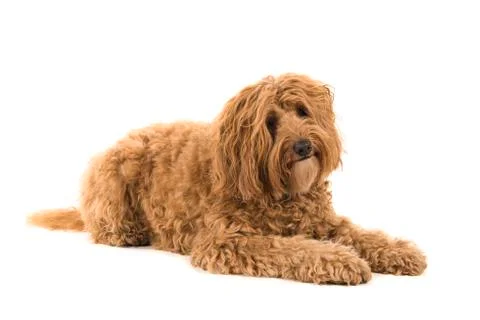 Labradoodle lying down and looking at the camera isolated on a white backgrou Stock Photos
