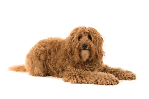 Labradoodle lying down and looking at the camera isolated on a white backgrou Stock Photos