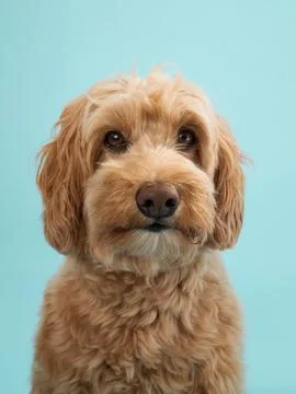 Labradoodle with neutral expression Stock Photos