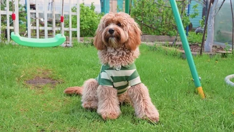 Labradoodle or Cavapoo dog at the outdoor dog training ground Stock Footage 310074915