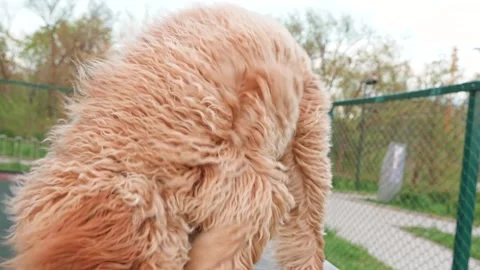 Labradoodle or Cavapoo dog at the outdoor dog training ground 스톡 동영상 310075119