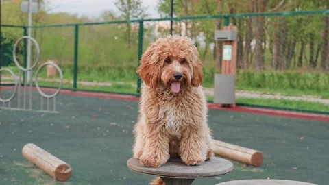 Labradoodle or Cavapoo dog at the outdoor dog training ground Stock Footage 310075127