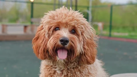 Labradoodle or Cavapoo dog at the outdoor dog training ground Stock Footage 310075135
