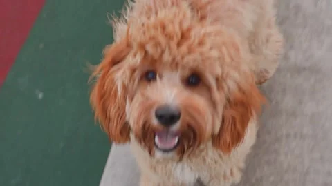 Labradoodle or Cavapoo dog at the outdoor dog training ground Stock Footage 310075137
