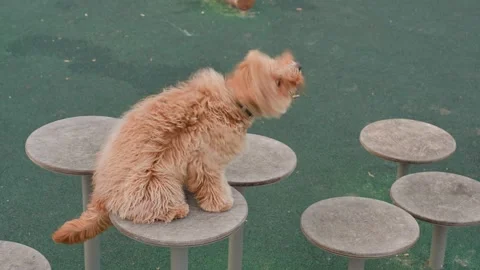 Labradoodle or Cavapoo dog at the outdoor dog training ground Stock Footage 310075172