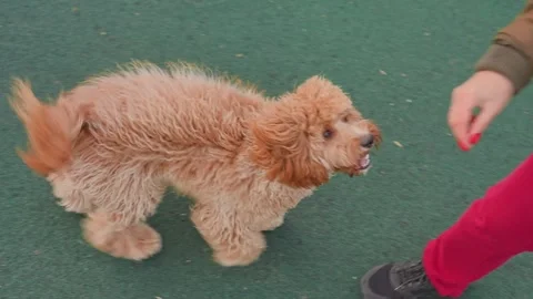 Labradoodle or Cavapoo dog at the outdoor dog training ground Stock Footage 310075192