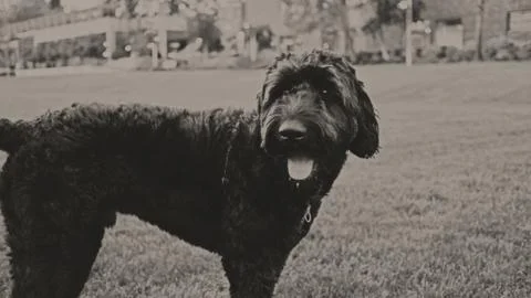 Labradoodle Stock Photos