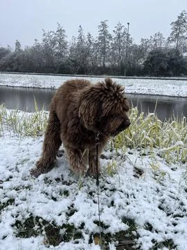 Labradoodle playing in the snow Stock Photos