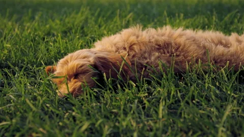 Labradoodle puppy sleeps on grass lawn at sunset 스톡 동영상 204040711