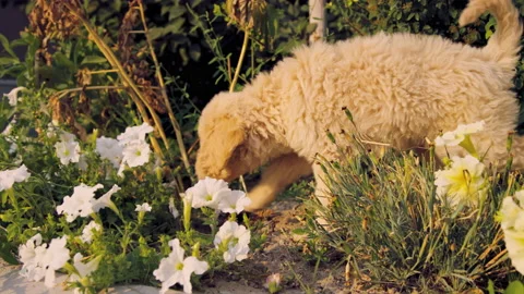 Labradoodle puppy sniffs and explores flower bed slow motion Видео 204041464