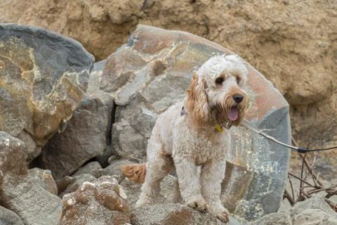 Labradoodle standing on rocks Foto stock