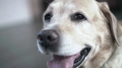 Labrador 1 스톡 동영상 157284946