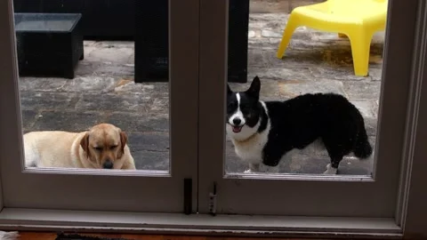 A Labrador and Corgi looking through patio doors 4K Stock Footage 143238900