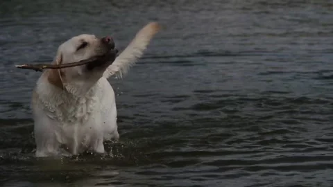 Labrador and river, slow motion 库存影片 89027232