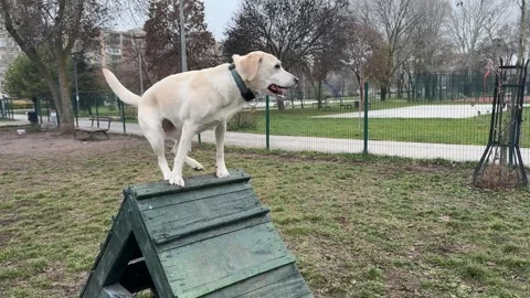 Labrador Balancing on Agility Ramp Stock Footage 299908125