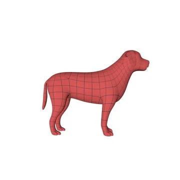Labrador base mesh 3D Model