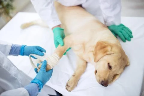 Labrador with broken leg Stock Photos