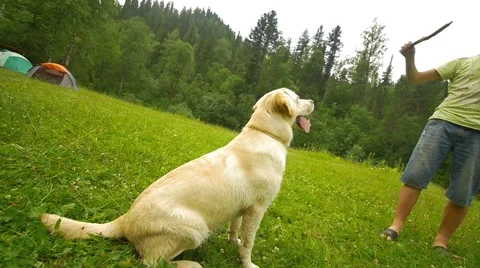 Labrador catch the stick Stock Footage 67661543