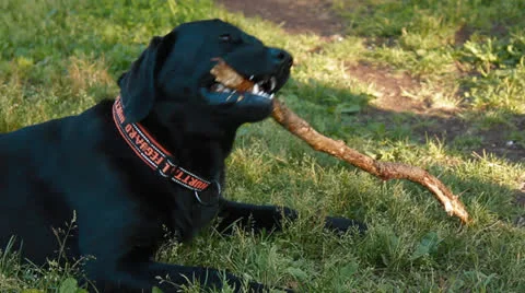 Labrador chewing on a stick Stock Footage 25159145