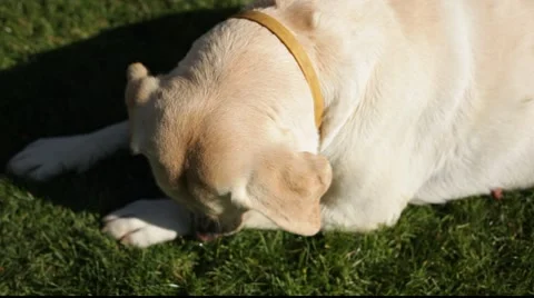 Labrador cleaning Stock Footage 921115
