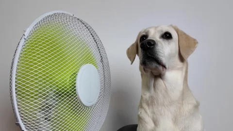 Labrador Cooling by Fan Stock Footage 284147046