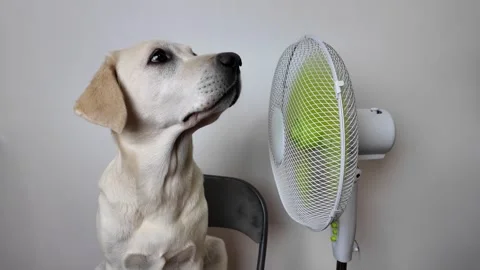 Labrador Cooling Off in Summer Stock Footage 284147971