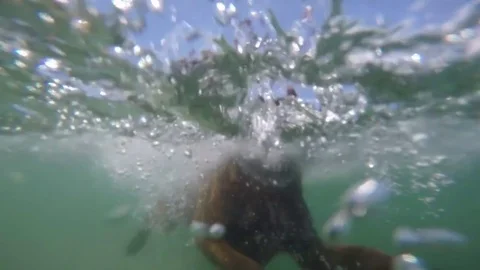 Labrador diving Stock Footage 75571324