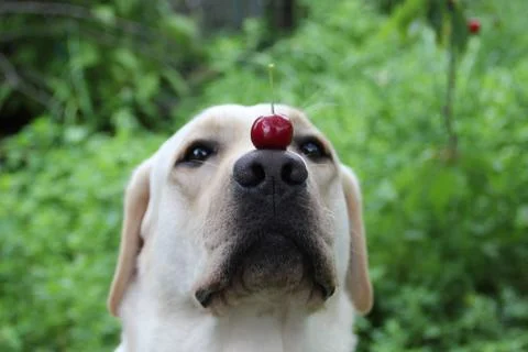 Labrador dog and cherry Stock Photos