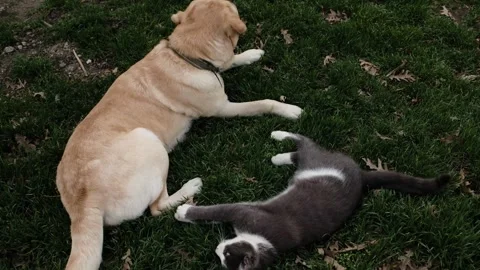 Labrador dog and gray cat resting together on green lawn. Peaceful friendship Stock Footage 327217569