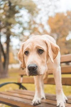 Labrador dog on bench Stock Photos