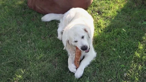 Labrador dog bites and chewing a stick on sunny day laying in garden on grass Stock Footage 160351235