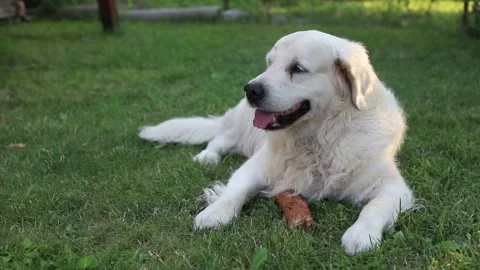 Labrador dog bites and chewing a stick on a sunny day laying in garden on grass Stock Footage 160351246