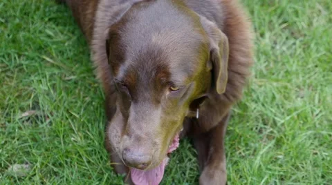 Labrador dog chewing on a ball. Stock Footage 49941542