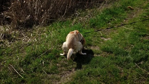 Labrador dog defecating on grass during outdoor walk on leash. Natural pet Stock Footage 327228953
