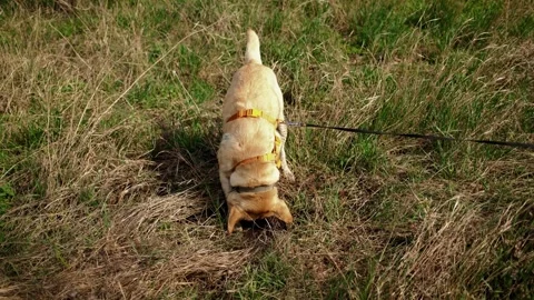 Labrador dog digging a hole in grass during outdoor walk on leash. Natural Stock Footage 327229358