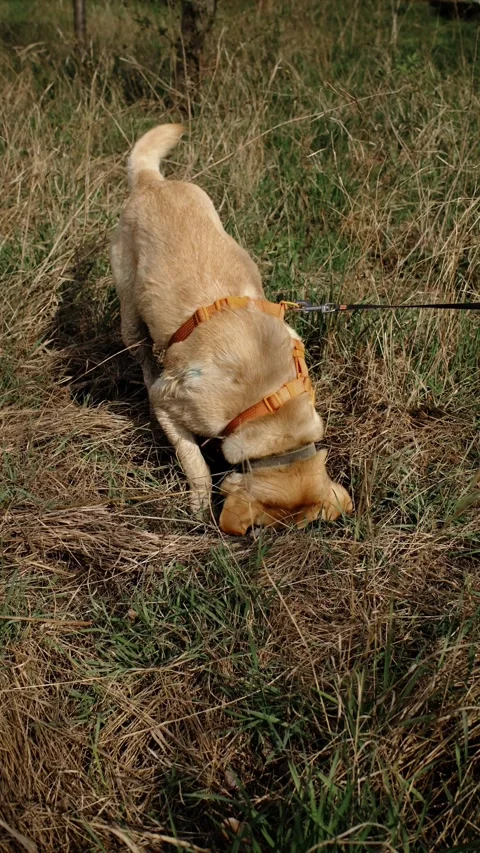 Labrador dog digging a hole in grass during outdoor walk on leash. Natural Stock Footage 327230933
