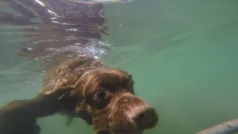Labrador dog diving Stock Footage 75571332