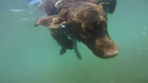 Labrador dog diving Stock Footage