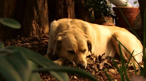 A labrador dog Stock Footage 8677840